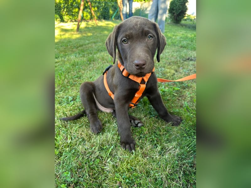 Labrador Welpen aus genehmigter Zucht mit Herz