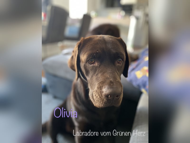 Labrador Welpen aus genehmigter Zucht mit Herz