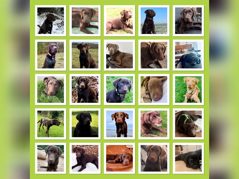 Labrador Welpen aus genehmigter Zucht mit Herz