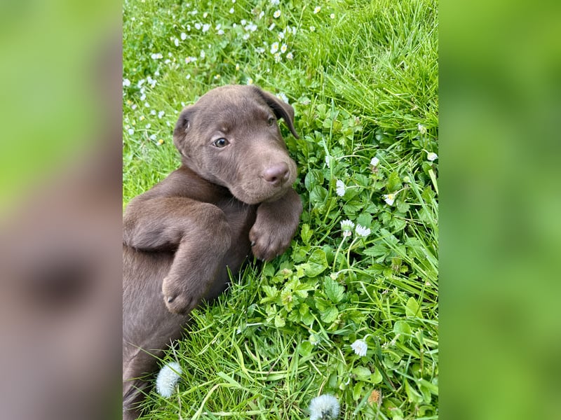 Labrador Welpen aus genehmigter Zucht mit Herz
