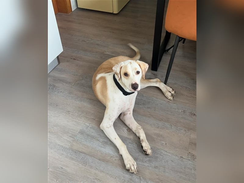 KAI - ein Hund mit einem Herzen aus Gold