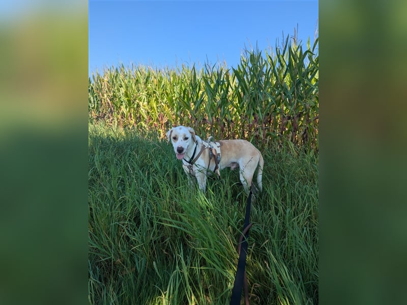 KAI - ein Hund mit einem Herzen aus Gold