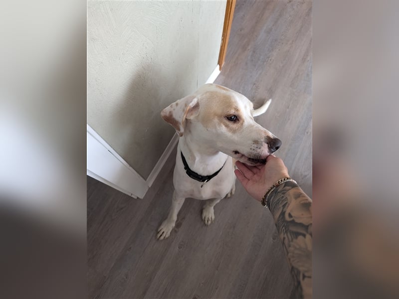 KAI - ein Hund mit einem Herzen aus Gold