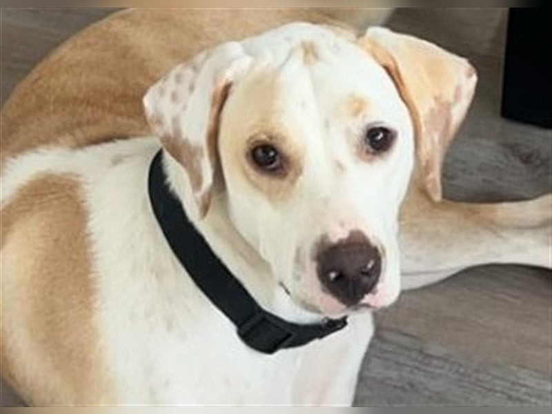 KAI - ein Hund mit einem Herzen aus Gold