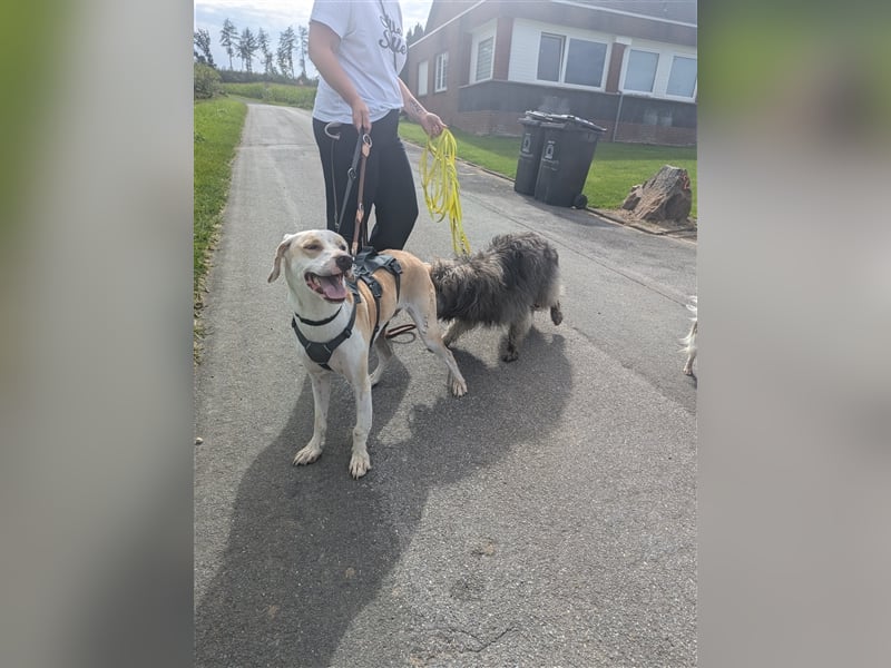 KAI - ein Hund mit einem Herzen aus Gold