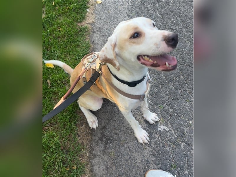 KAI - ein Hund mit einem Herzen aus Gold
