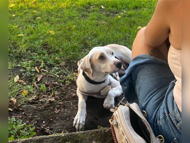 KAI - ein Hund mit einem Herzen aus Gold