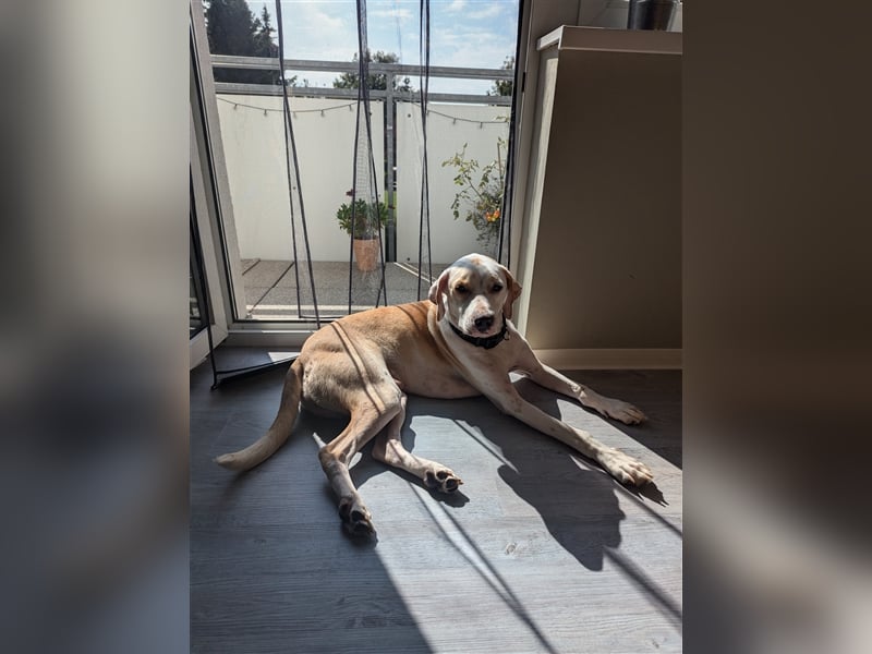 KAI - ein Hund mit einem Herzen aus Gold
