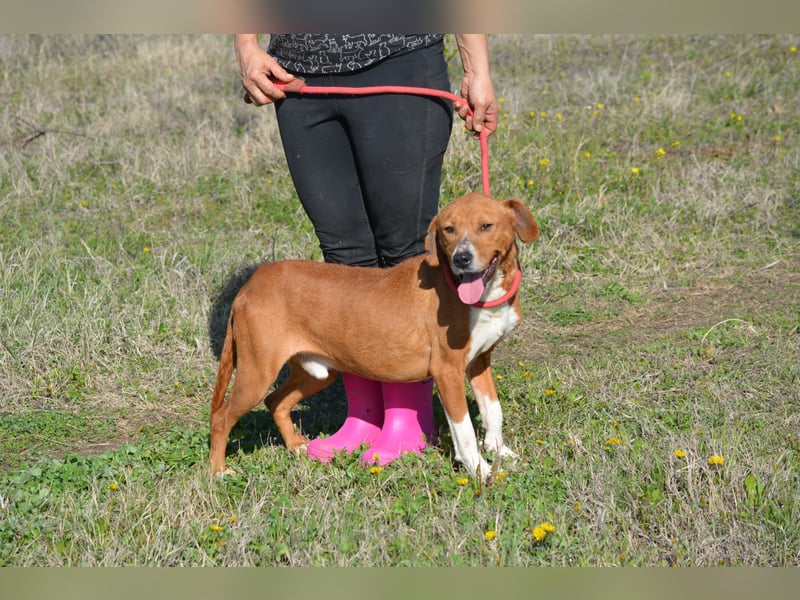 „Uwe“ ist ein Seelenhund. Er ist sehr sanft, ruhig, sehr anhänglich.Ca. 2018. geboren