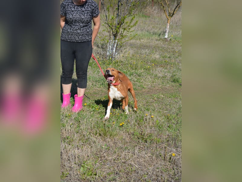„Uwe“ ist ein Seelenhund. Er ist sehr sanft, ruhig, sehr anhänglich.Ca. 2018. geboren