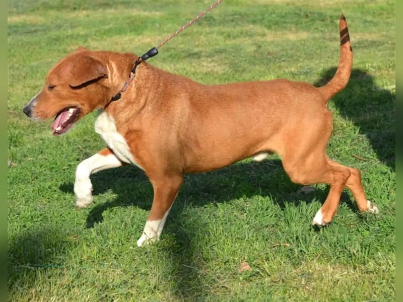 „Uwe“ ist ein Seelenhund. Er ist sehr sanft, ruhig, sehr anhänglich.