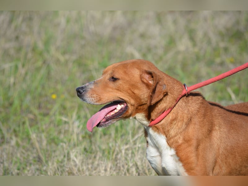 „Uwe“ ist ein Seelenhund. Er ist sehr sanft, ruhig, sehr anhänglich.Ca. 2018. geboren