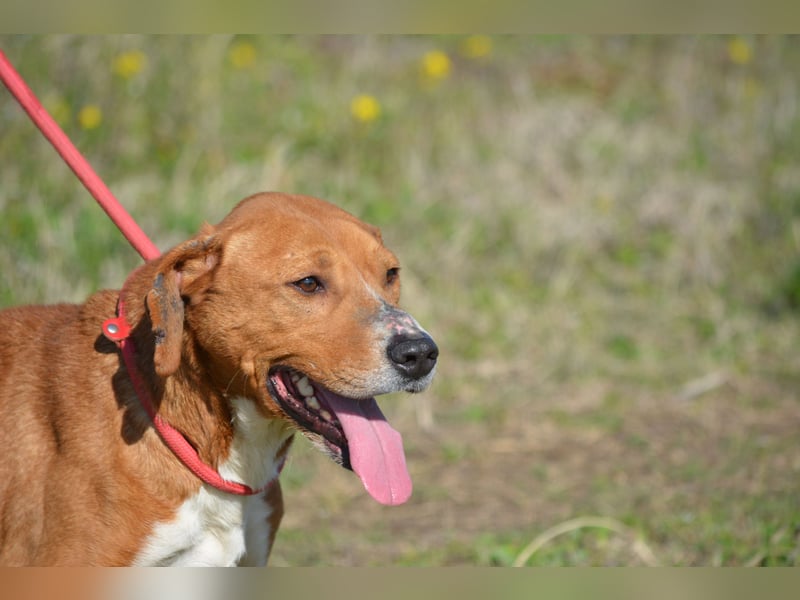 „Uwe“ ist ein Seelenhund. Er ist sehr sanft, ruhig, sehr anhänglich.Ca. 2018. geboren