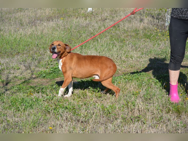 „Uwe“ ist ein Seelenhund. Er ist sehr sanft, ruhig, sehr anhänglich.Ca. 2018. geboren