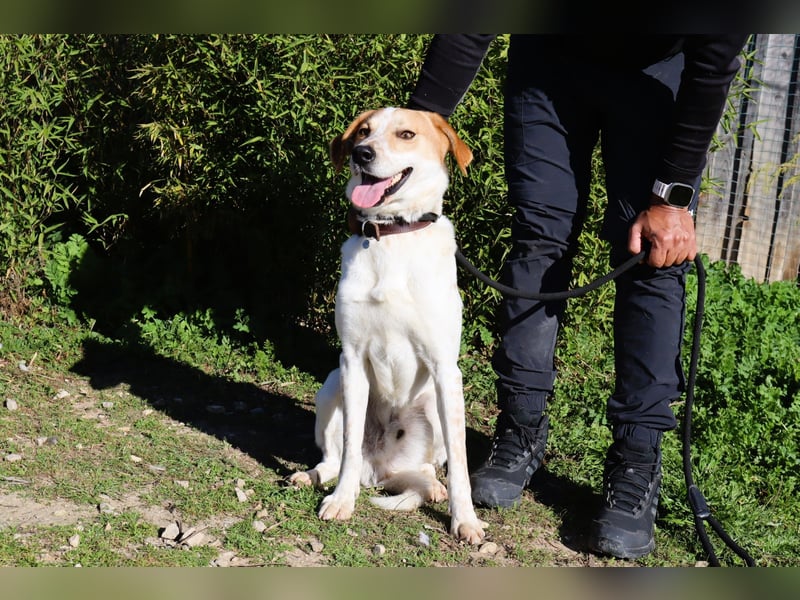Doby, Mix Labrador / Pointer - freundlich und sozial