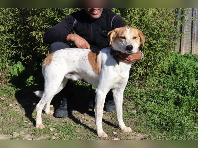 Doby, Mix Labrador / Pointer - freundlich und sozial