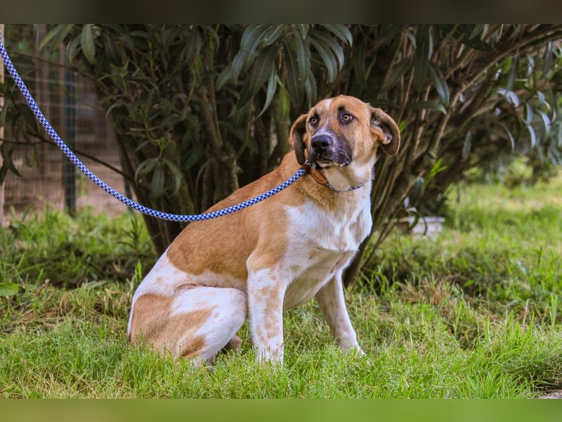 Edgar, Mix Labrador / Rafeiro Alentejano, lieb und sozial