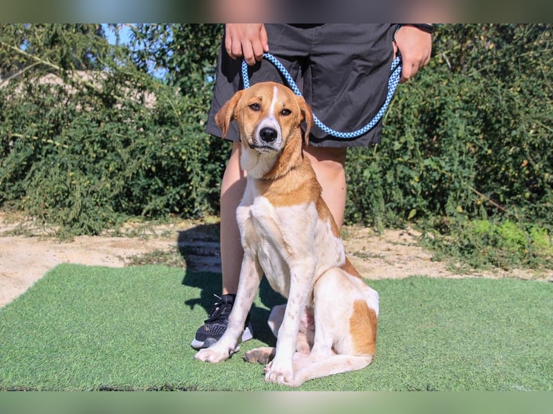 Arnie, Mix Labrador / Podengo