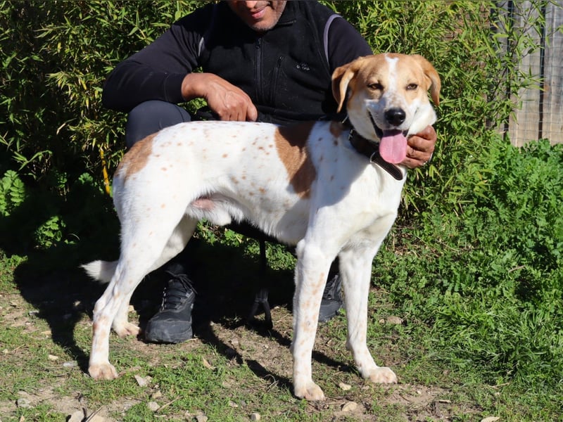 Doby, Mix Labrador / Pointer - freundlich und sozial