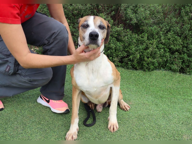 Nadir, Mix Labrador / Boxer, lieb und verträglich