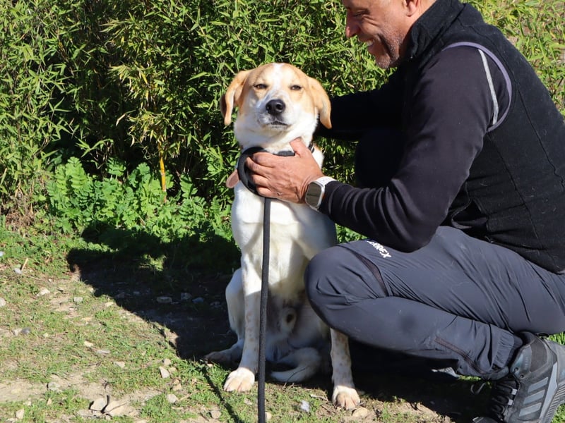Doby, Mix Labrador / Pointer - freundlich und sozial