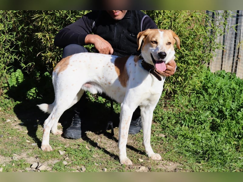 Doby, Mix Labrador / Pointer - freundlich und sozial