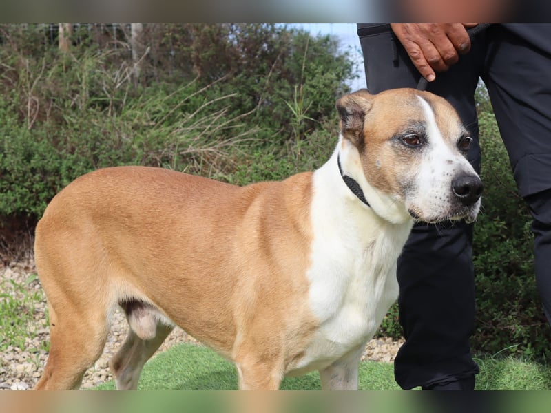 Nadir, Mix Labrador / Boxer, lieb und verträglich