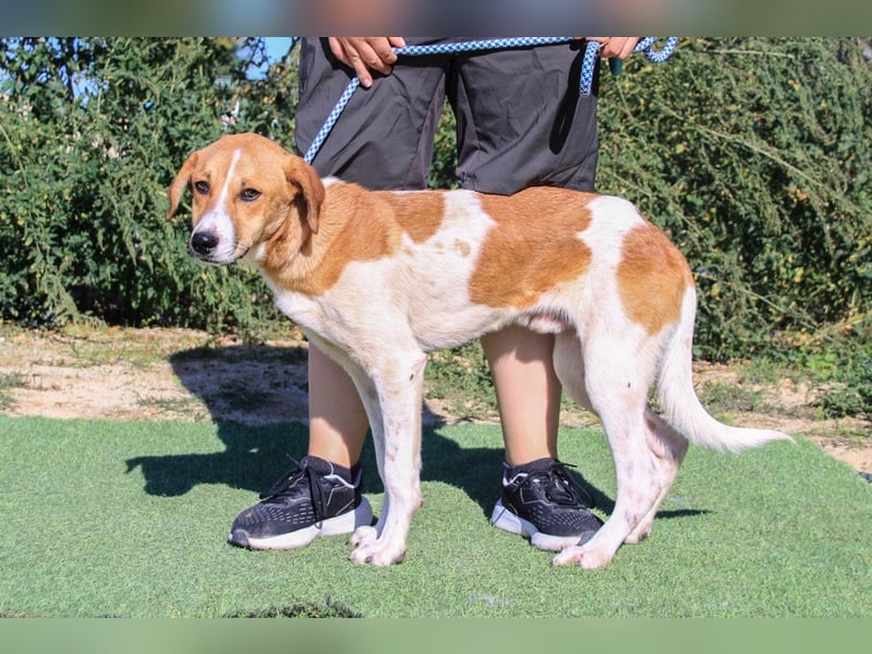 Arnie, Mix Labrador / Podengo