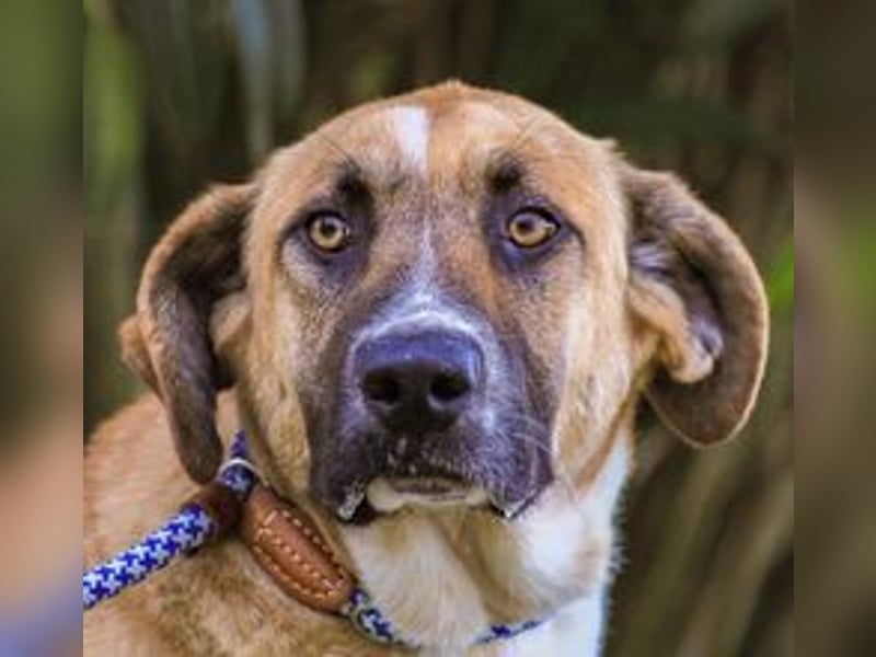 Edgar, Mix Labrador / Rafeiro Alentejano, lieb und sozial