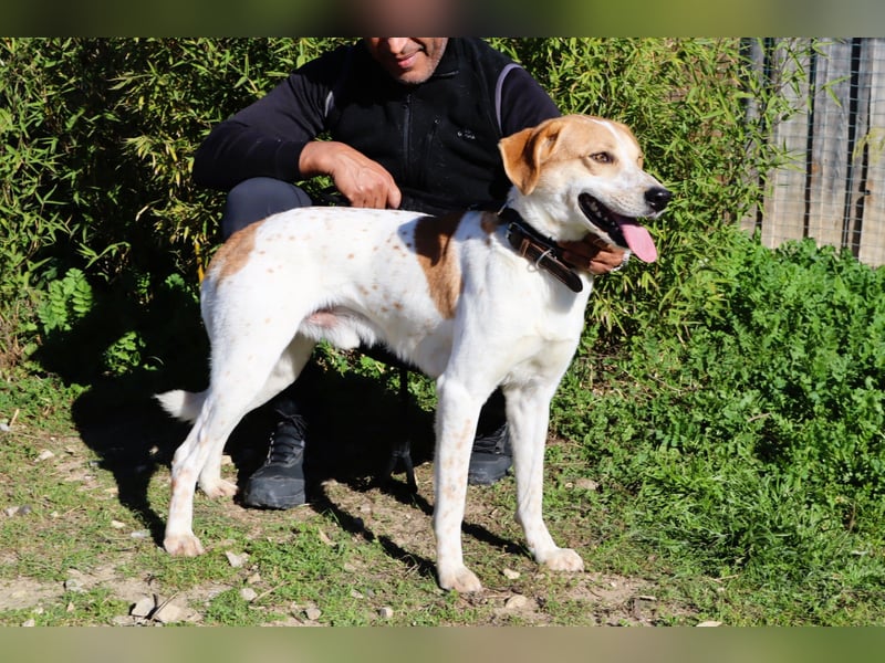 Doby, Mix Labrador / Pointer - freundlich und sozial