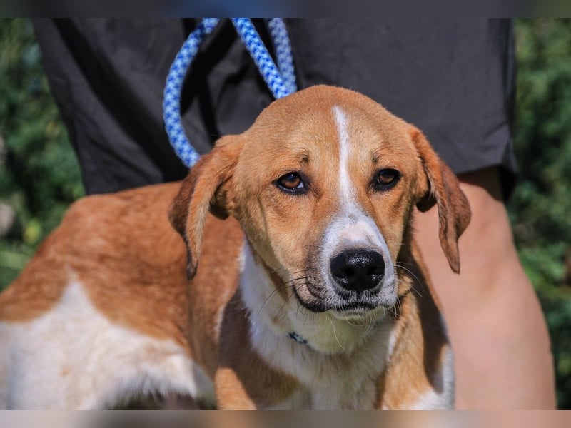 Arnie, Mix Labrador / Podengo