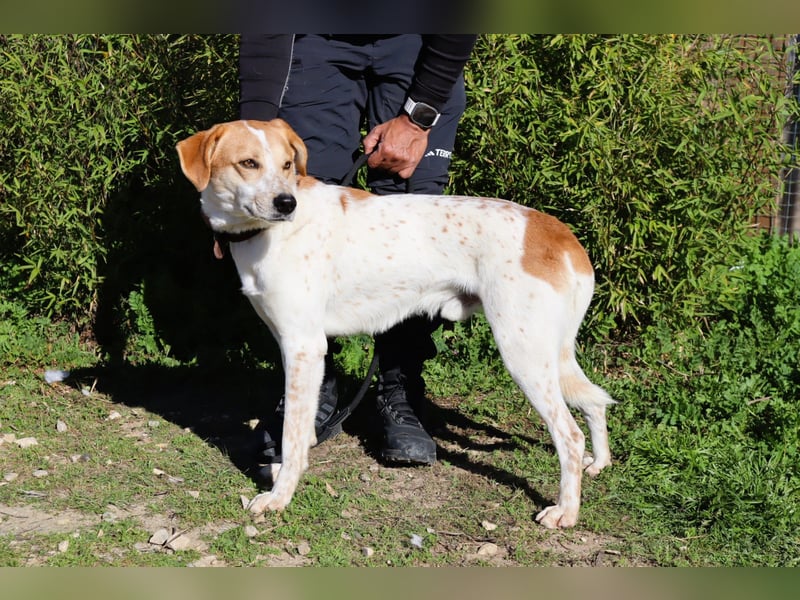 Doby, Mix Labrador / Pointer - freundlich und sozial