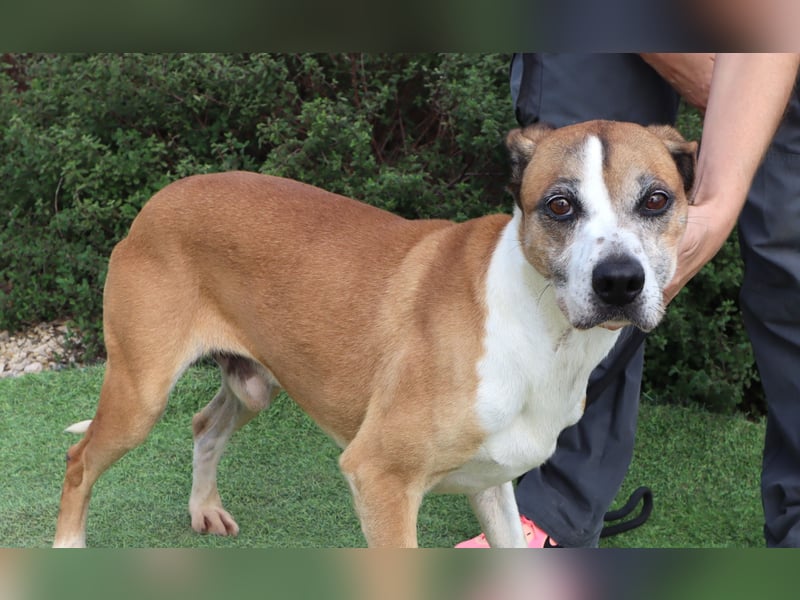 Nadir, Mix Labrador / Boxer, lieb und verträglich