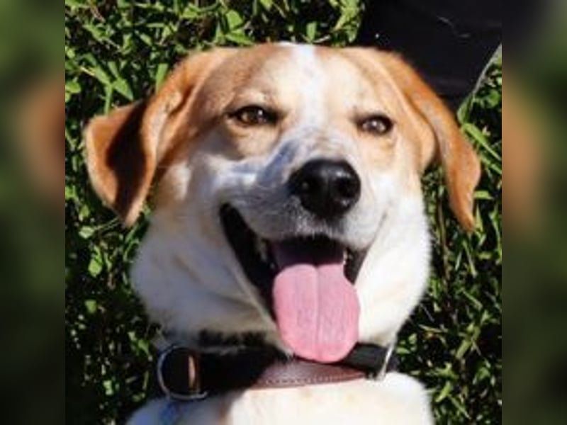 Doby, Mix Labrador / Pointer - freundlich und sozial
