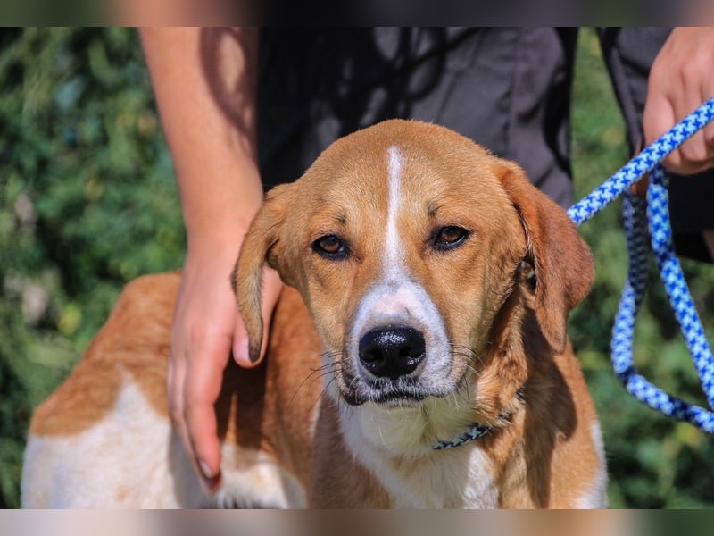 Arnie, Mix Labrador / Podengo