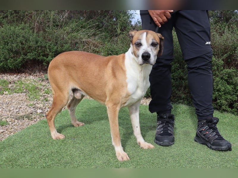 Nadir, Mix Labrador / Boxer, lieb und verträglich