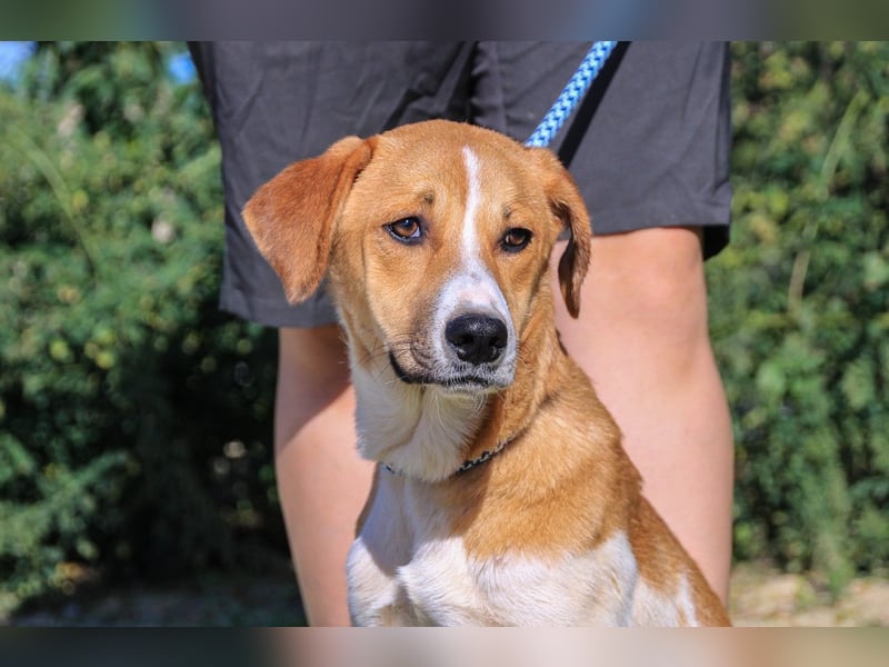 Arnie, Mix Labrador / Podengo