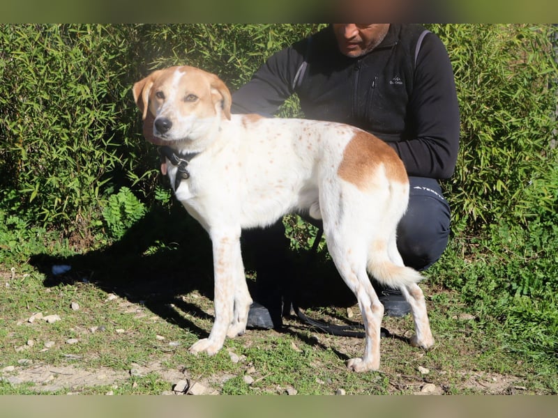 Doby, Mix Labrador / Pointer - freundlich und sozial