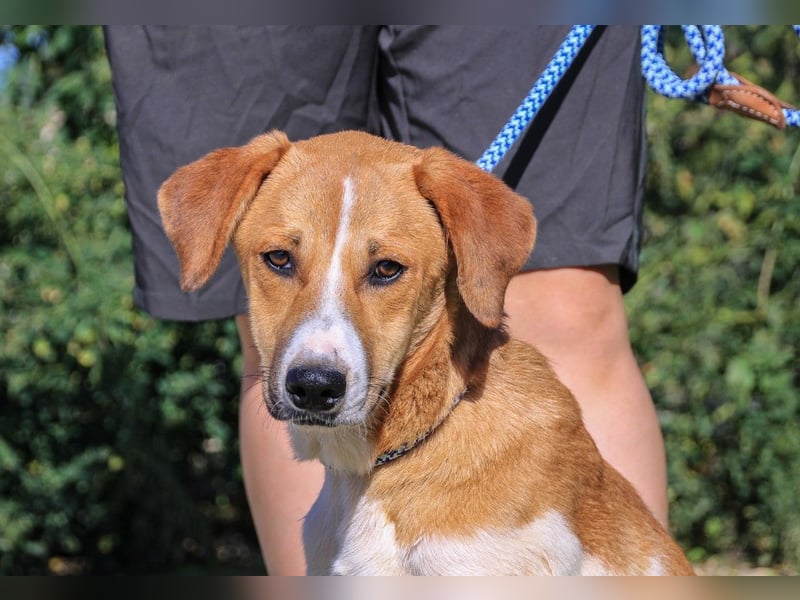 Arnie, Mix Labrador / Podengo