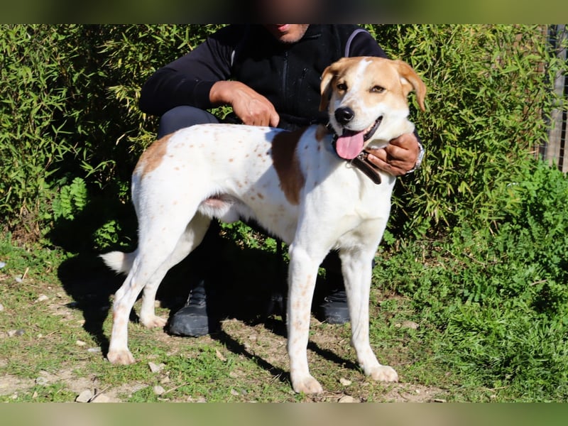 Doby, Mix Labrador / Pointer - freundlich und sozial