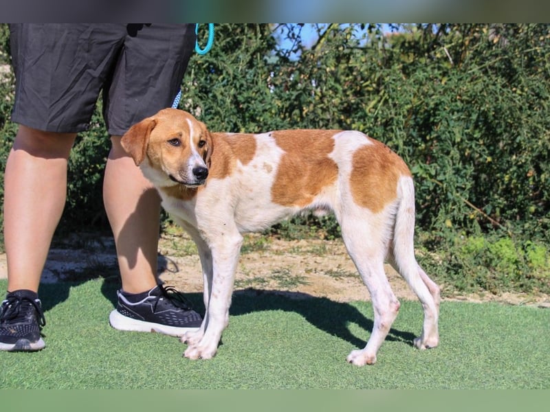 Arnie, Mix Labrador / Podengo