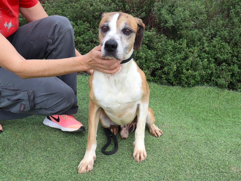 Nadir, Mix Labrador / Boxer, lieb und verträglich