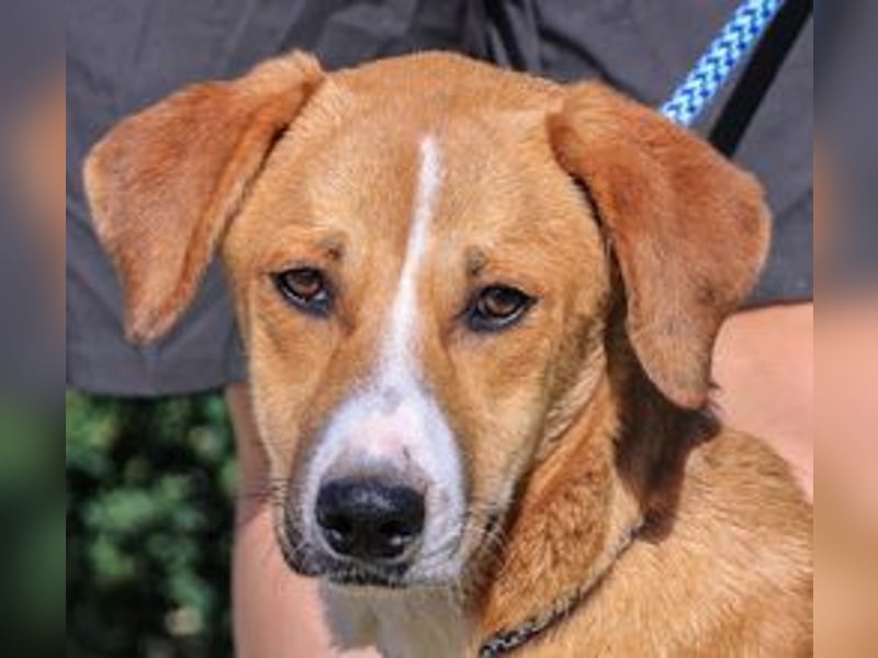 Arnie, Mix Labrador / Podengo