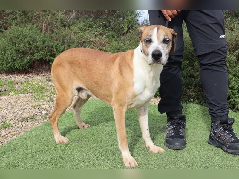 Nadir, Mix Labrador / Boxer, lieb und verträglich