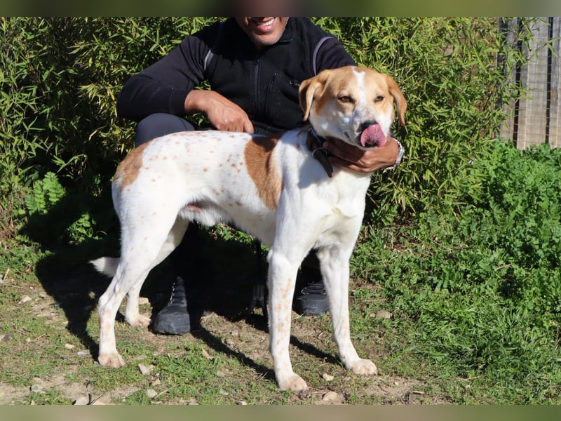 Doby, Mix Labrador / Pointer - freundlich und sozial