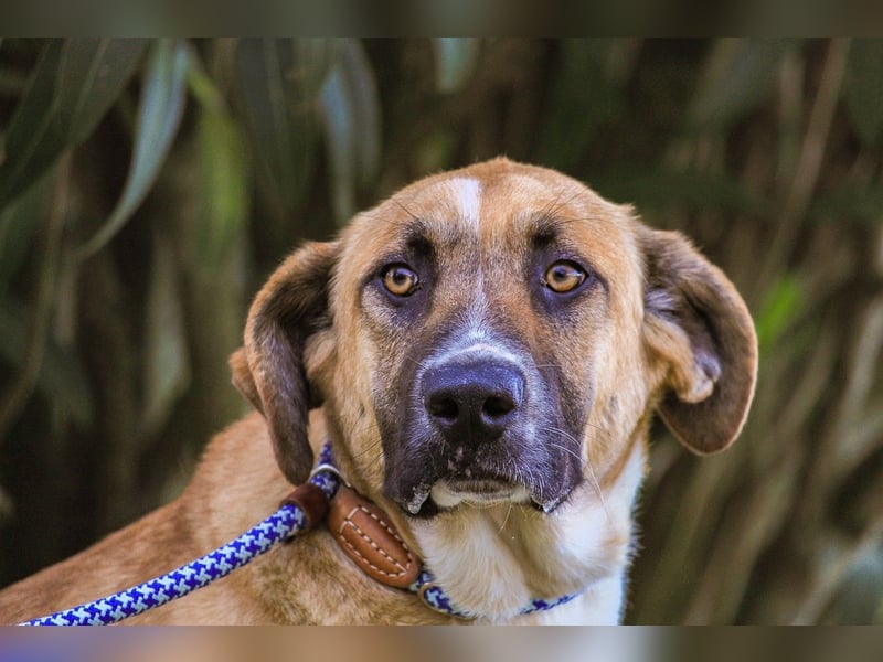 Edgar, Mix Labrador / Rafeiro Alentejano, lieb und sozial