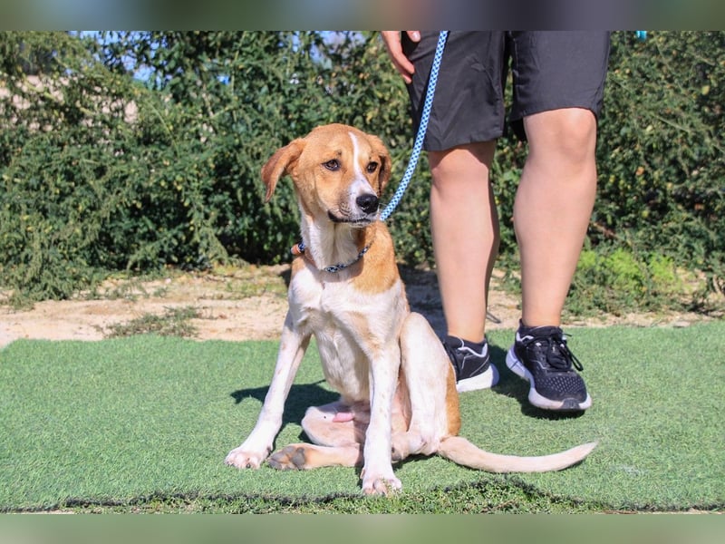 Arnie, Mix Labrador / Podengo