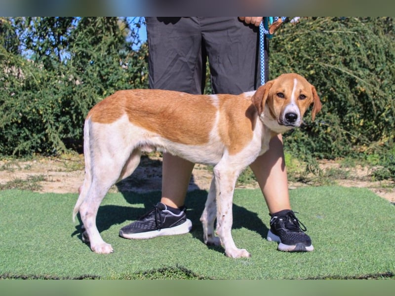 Arnie, Mix Labrador / Podengo