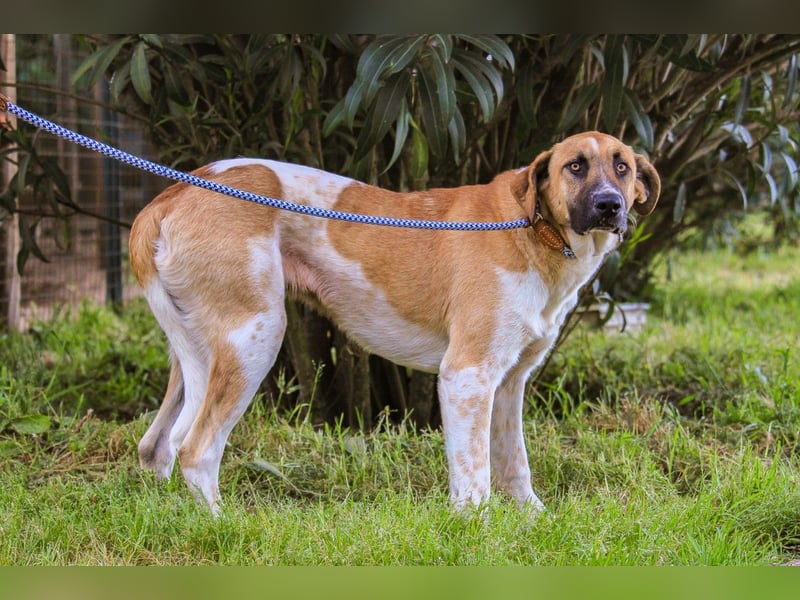 Edgar, Mix Labrador / Rafeiro Alentejano, lieb und sozial