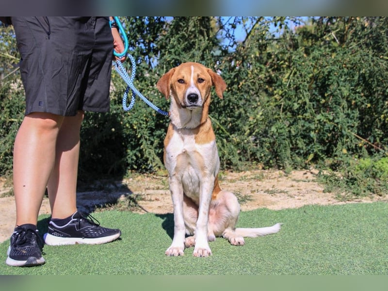 Arnie, Mix Labrador / Podengo